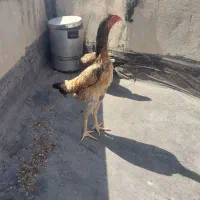 لاری اوشامو|حیوانات مزرعه|قزوین, |دیوار