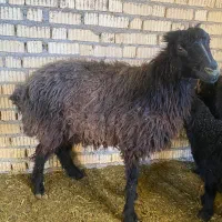 میش و بز و شیشک چاق برای کشتی