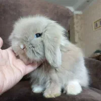 فروش خرگوش مینی لوپ ترکیش با غذا