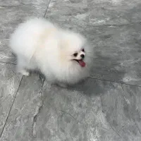 پامر بالغ (خرسی،عروسکی و روباهی)