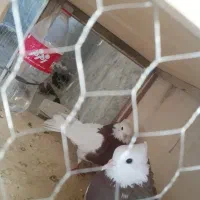 طوقی|پرنده|مبارکه, |دیوار