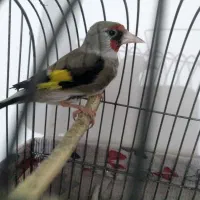 جفتن سهره نر قناری ماده