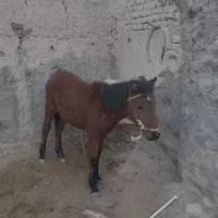 اسب چهار ماهه ماده|اسب و تجهیزات اسبسواری|مشهد, خاتم الانبیا|دیوار