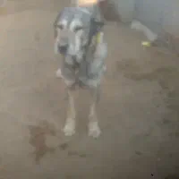 سگ پژدر عراقی