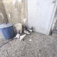 کبوتر|پرنده|شیراز, احمدآباد|دیوار