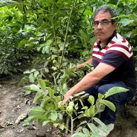 فروش نهال گیلاس لاپینز آمریکایی|خدمات باغبانی و درختکاری|سامان, |دیوار