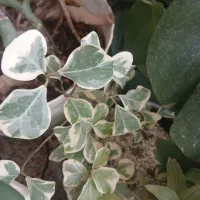 گلهای طبیعی|گل و گیاه طبیعی|شازند, |دیوار