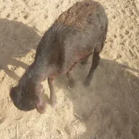 میش داشتی جنس دار