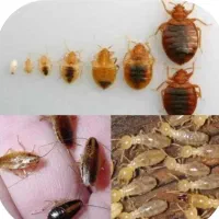 سمپاشی وموریانه زادیی سوسک وساس ۳۰٪تخفیف