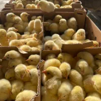 جوجه گوشتی نژاد راس وزن گیری بالا تسویه در محل شما|حیوانات مزرعه|زابل, |دیوار