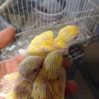 طوطی کوتوله برزیلی سرلاکی