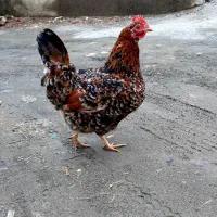 تخم مرغ گلین