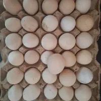فروش تخم مرغ فقط ۶ تومن