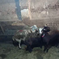 گوسفند فروشی