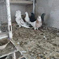 فروش ۵ عدد کبوتر