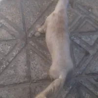 سگ ماده