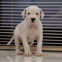 دوگو آرژانتینو توله