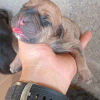 باکسر