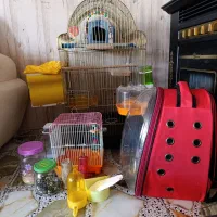 قفس و کوله پرنده ولوازم