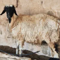 ۲ راس میش.. بره دار و ابسن|حیوانات مزرعه|شیراز, شاپورجان|دیوار