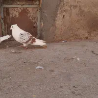 نروماده تپرسرخ