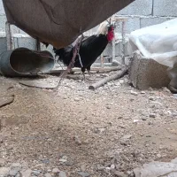 خروس لهستانی