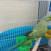 طوطی ملنگو