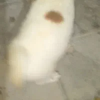 واگذاری‌ ‌ توله‌ سگ‌ نر