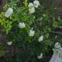 ۲۵۰متر باغچه سند دار باقیمت باورنکردنی|فروش زمین و ملک کلنگی|رباط‌کریم, حصار مهتر|دیوار