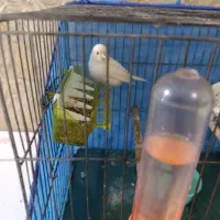 قناری نر و ماده|پرنده|ایلام, |دیوار