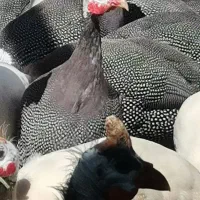 مرغ شاخدار