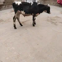 دوتاگوساله نر خارجی