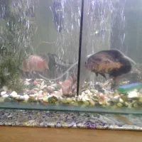 آکواریوم با۳عددماهی اسکار