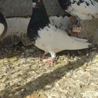 طوقی و کله سیاه|پرنده|بجنورد, |دیوار