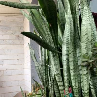 سانسوریا|گل و گیاه طبیعی|رشت, باهنر|دیوار