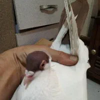کبوتر نر سالم غلط نداره پرشی