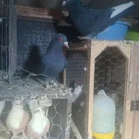 ۵تا ماده|حیوانات|رفسنجان, |دیوار