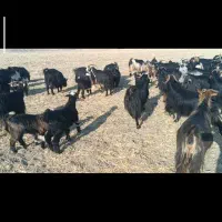 بز کهردار توابع ارسنجان