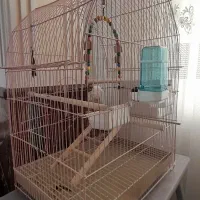 مرغ عشق جفت|پرنده|تبریز, |دیوار