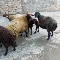 کاور گوشتی|حیوانات مزرعه|دهگلان, |دیوار