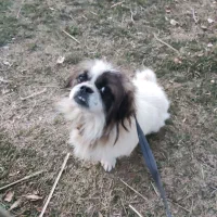 پاگوتاخانگی|سگ|خلخال, |دیوار