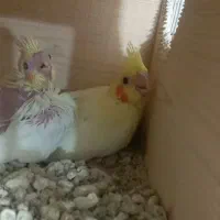 ۲عددجوجه عروس هلندی لوتینو سرلاکی