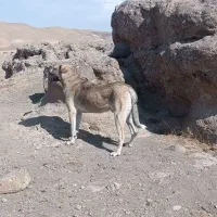 واگذاری سگ پژدر|سگ|شاهین دژ, |دیوار