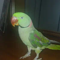 گم شده