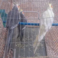 طوطی عروس جوان تازه بالغ|پرنده|بهبهان, |دیوار