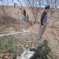 خرید درختان باغی و چوب خانه قدیمی|خدمات باغبانی و درختکاری|نیشابور, خط کاشمر|دیوار