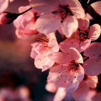 دعا و سرکتاب