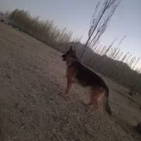 ژرمن و پاکوتاه|سگ|شهرکرد, |دیوار