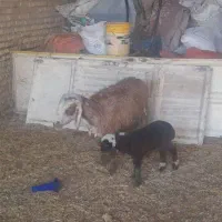 بره نر وماده گوسفند بز|حیوانات مزرعه|کرخه, |دیوار