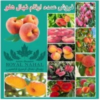 فروش عمده نهال های هلو